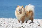 SPITZ ALLEMAND 373